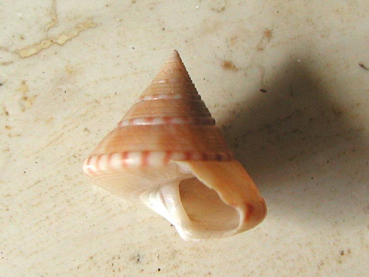 Esemplari famiglia Trochidae